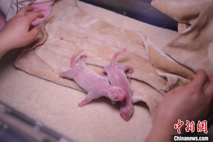 2020年全球首对圈养大熊猫双胞胎。成都大熊猫繁育研究基地供图 2020年全球首对圈养大熊猫双胞胎。成都大熊猫繁育研究基地供图