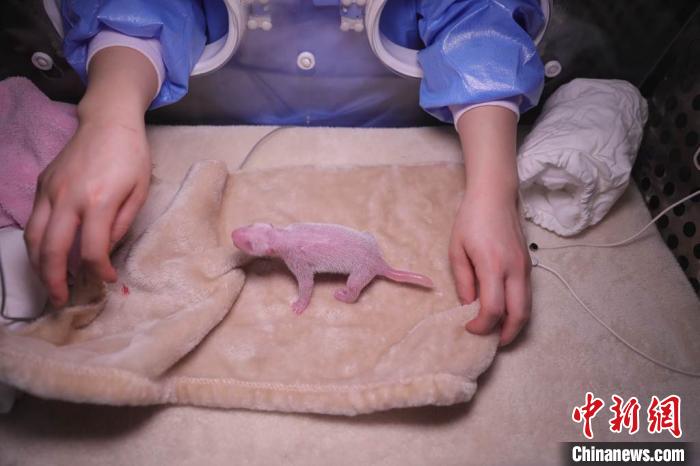 2020年全球首对圈养大熊猫双胞胎中的小仔。成都大熊猫繁育研究基地供图 2020年全球首对圈养大熊猫双胞胎中的小仔。成都大熊猫繁育研究基地供图