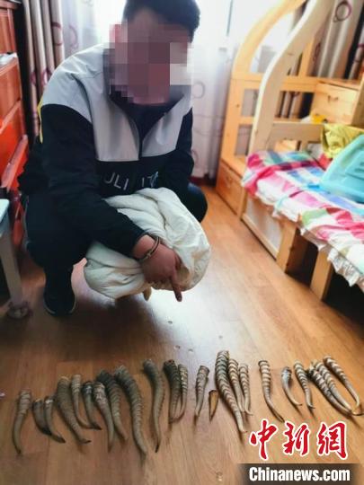 青岛市公安局森警支队侦办一起非法出售珍贵、濒危野生动物制品案,抓获犯罪嫌疑人1人,查获高鼻羚羊角27根(高鼻羚羊为国家一级保护动物)。山东省公安厅供图 青岛市公安局森警支队侦办一起非法出售珍贵、濒危野生动物制品案,抓获犯罪嫌疑人1人,查获高鼻羚羊角27根(高鼻羚羊为国家一级保护动物)。山东省公安厅供图