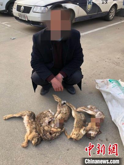 潍坊市昌乐县公安局森警大队根据工作中发现的线索,成功破获一起非法狩猎案,抓获犯罪嫌疑人1人。经查,犯罪嫌疑人刘某强非法猎捕野兔222只。山东省公安厅供图 潍坊市昌乐县公安局森警大队根据工作中发现的线索,成功破获一起非法狩猎案,抓获犯罪嫌疑人1人。经查,犯罪嫌疑人刘某强非法猎捕野兔222只。山东省公安厅供图