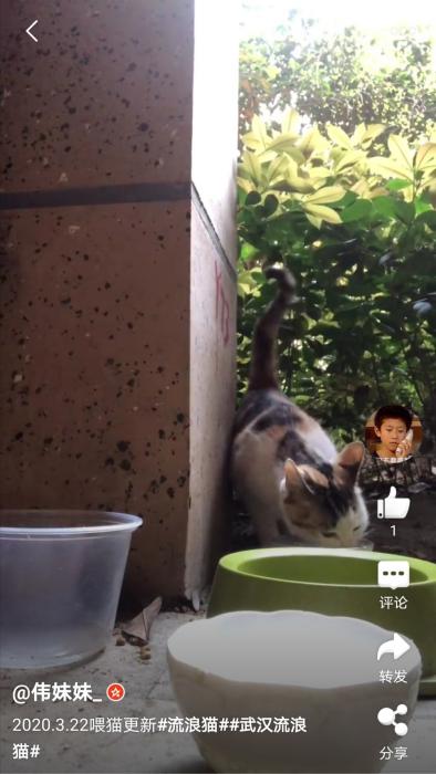 网友“伟妹妹”在微博上更新自己救助流浪猫的视频。 网友“伟妹妹”在微博上更新自己救助流浪猫的视频。