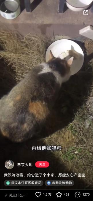 网友“悲哀大地”在网上分享救助流浪猫视频 网友“悲哀大地”在网上分享救助流浪猫视频
