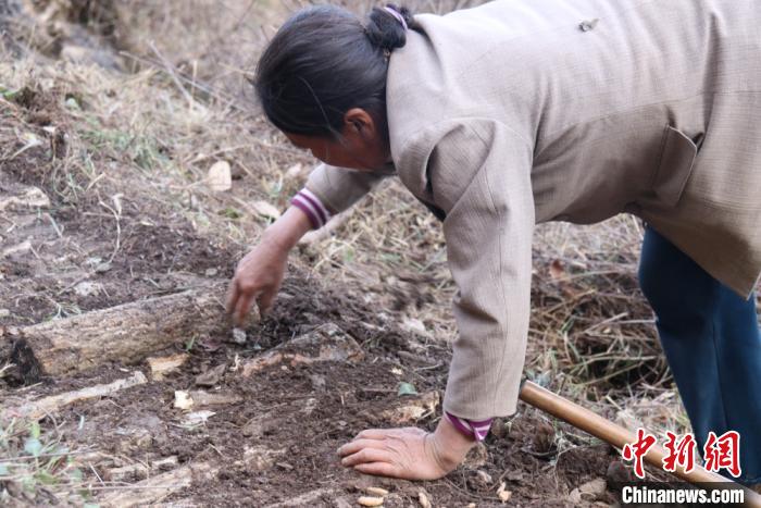 山里的农民在林中平整“斜地陡坡”,种植中药材。 闫姣 摄 山里的农民在林中平整“斜地陡坡”,种植中药材。 闫姣 摄